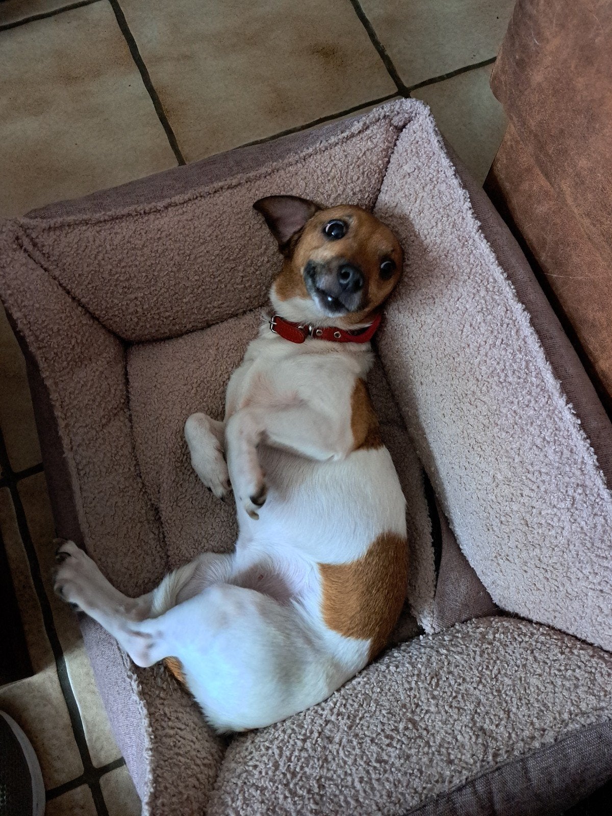 Goud mandje gezocht, lees beschrijving!, Dieren en Toebehoren, Honden | Niet-rashonden, 6 jaar of ouder, Teef, Parvo, Eén hond