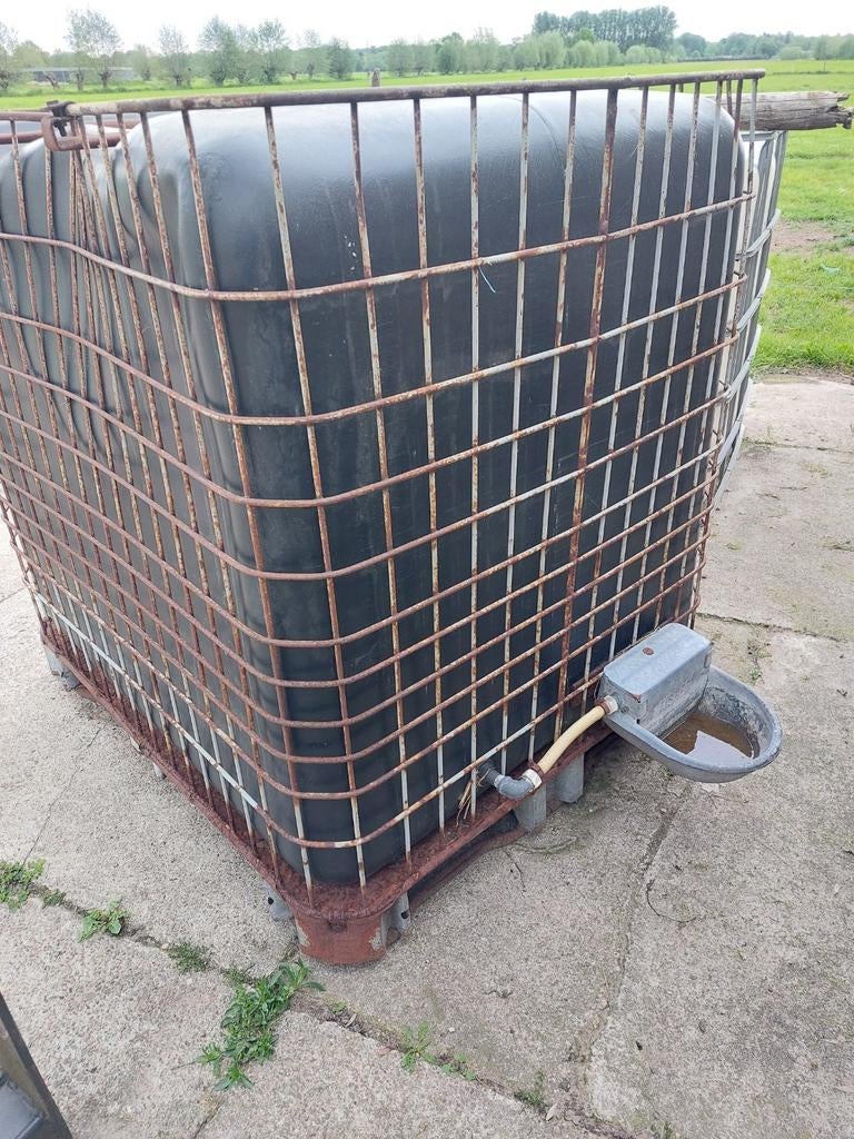 Schapen drinkbak, watervat., Meerdere dieren, Schaap