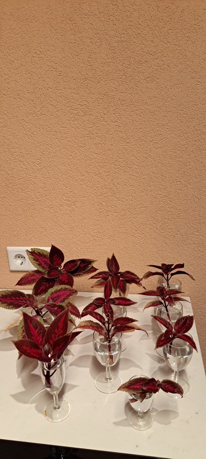 Coleus stekken (siernetel) met roze/bordeaux rode tinten!, Ophalen of Verzenden, Halfschaduw, Minder dan 100 cm