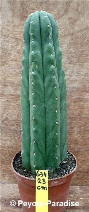 VALSE SAN PEDRO CACTUS (geen Trichocereus pachanoi), Huis en Inrichting, Kamerplanten, Cactus, Bloeiende kamerplant, Volle zon