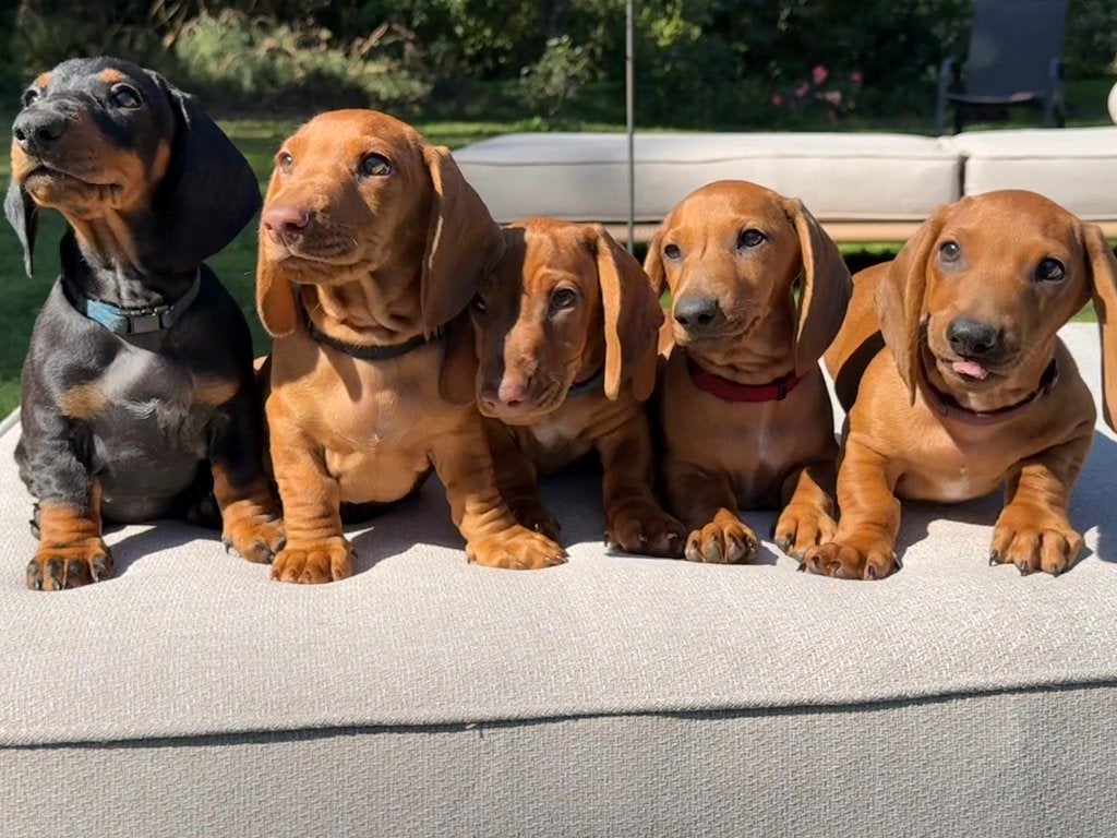 Korthaar standaard teckel, Dieren en Toebehoren, Honden | Dekreuen, Particulier, Reu, 8 tot 15 weken, Buitenland