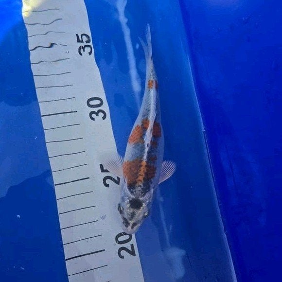 goshiki, Dieren en Toebehoren, Karper of Koi