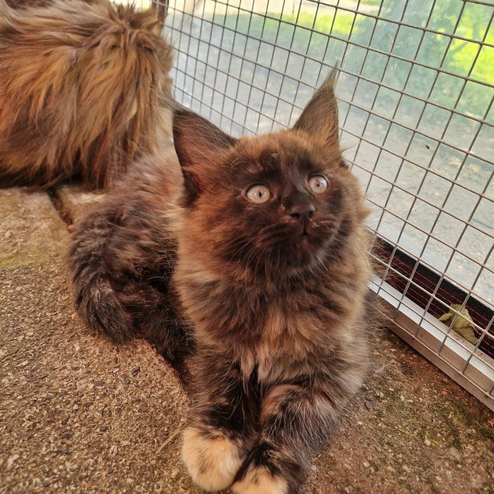Maine coon kittens, Dieren en Toebehoren, Meerdere dieren, Ontwormd