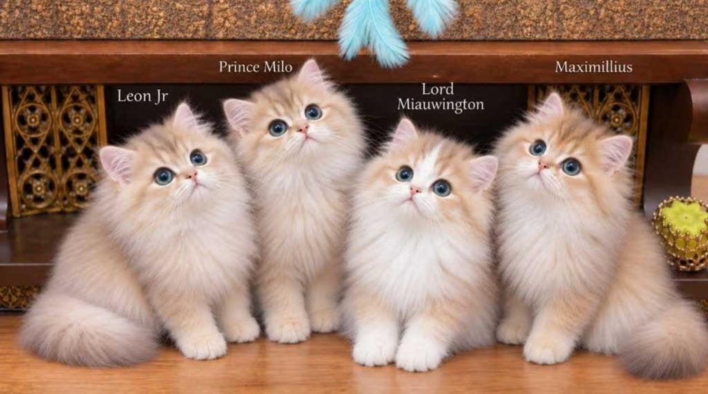 De mooiste en liefste Britse Langhaar kittens met stamboom, Meerdere dieren, Met stamboom