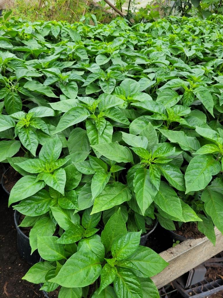 Madam Jeanette peperplanten - Jonge plantjes, Tuin en Terras, Ophalen, Nieuw, Overige materialen, Binnen