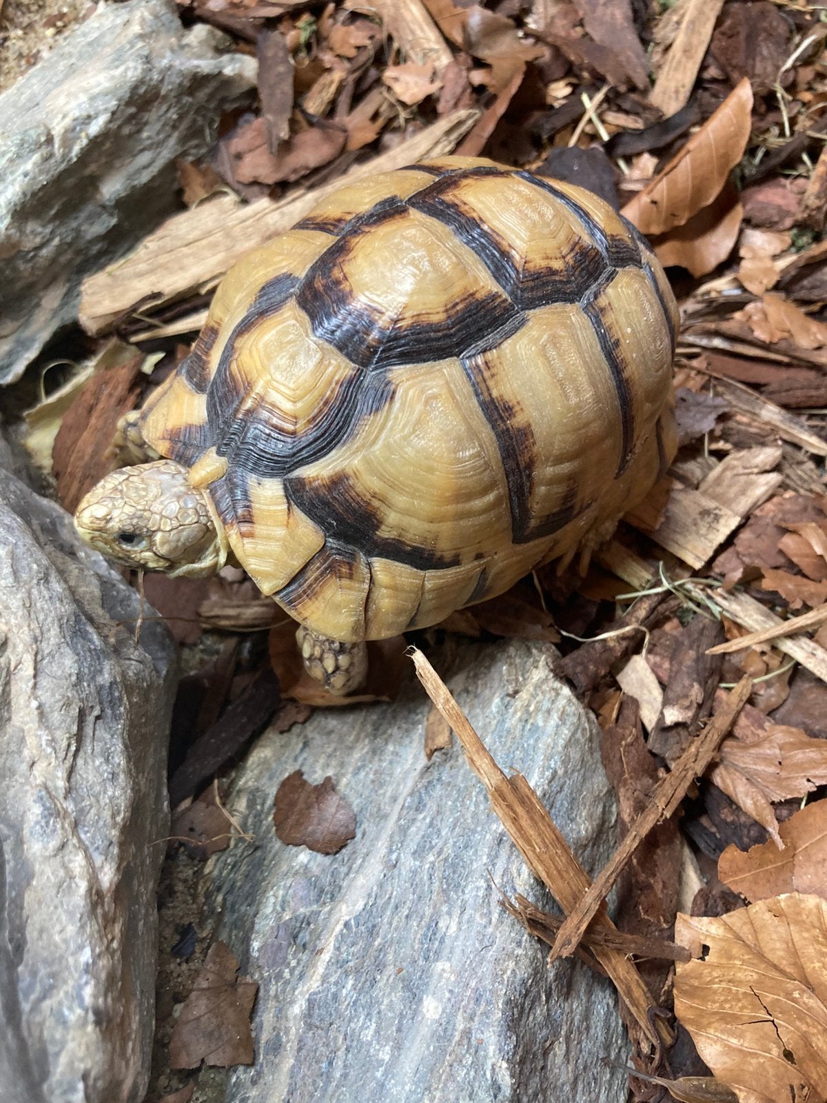 Testudo kleinmanni Egyptische landschildpad Tortoise photo 6