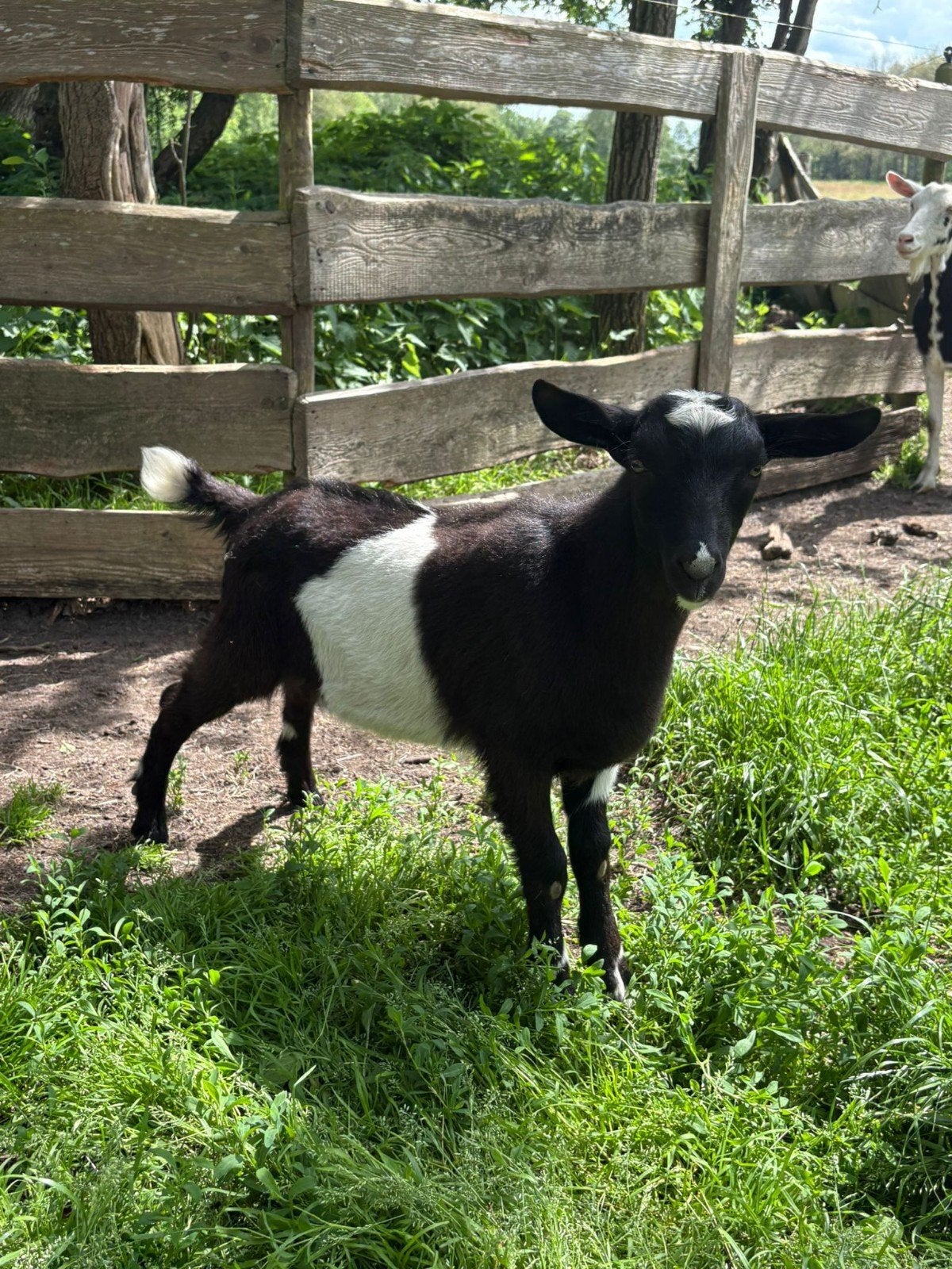 Te koop jonge zwartbonte bok, Mannelijk, Geit