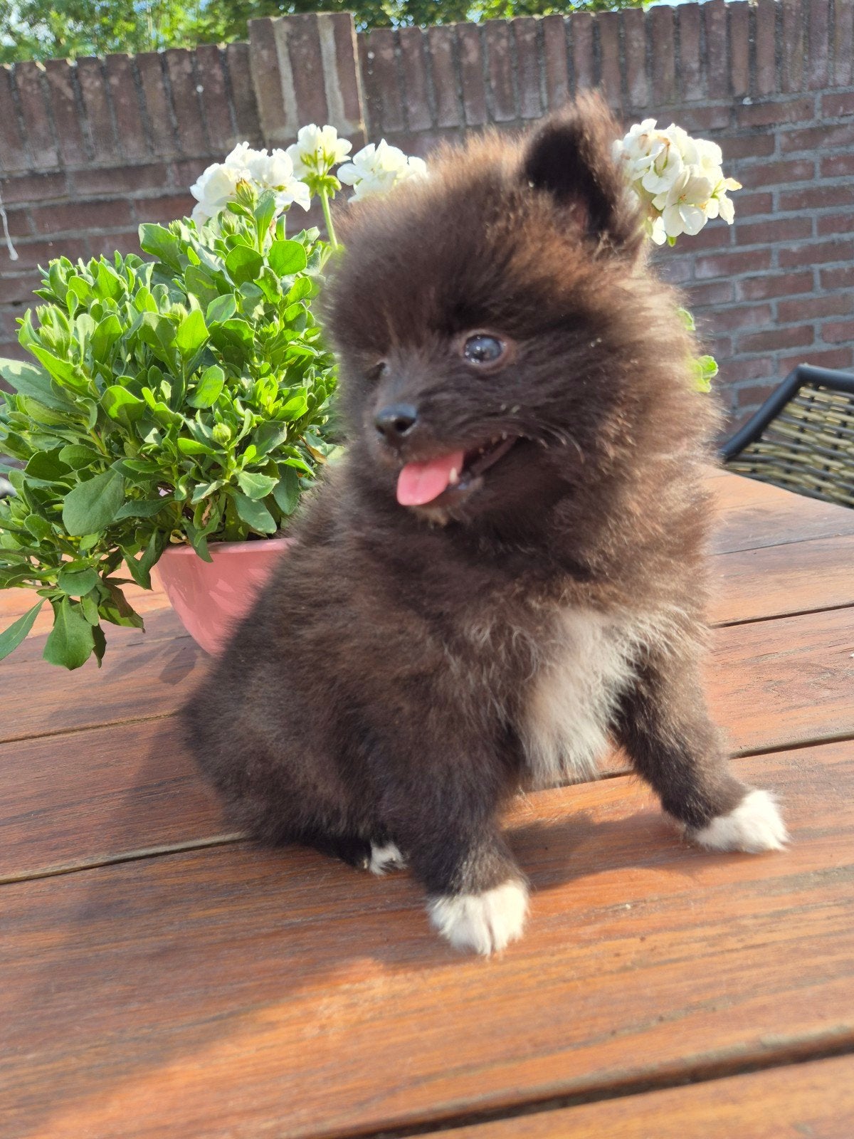 pomsky reutje, HCC (leverziekte), 8 tot 15 weken, Poolhond, Meerdere
