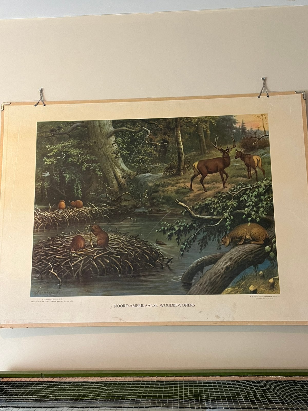 Vintage schoolplaat van Koekoek, Ophalen of Verzenden