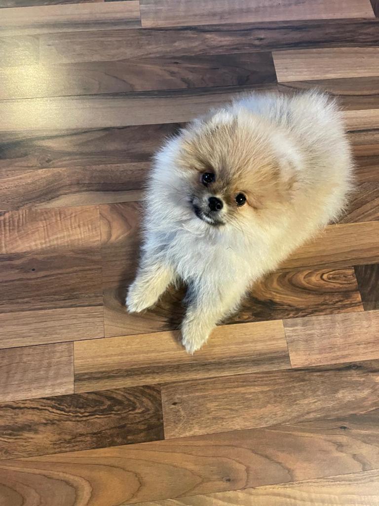 Te koop mini pompriaan, Keeshond, 15 weken tot 1 jaar, Reu, Parvo