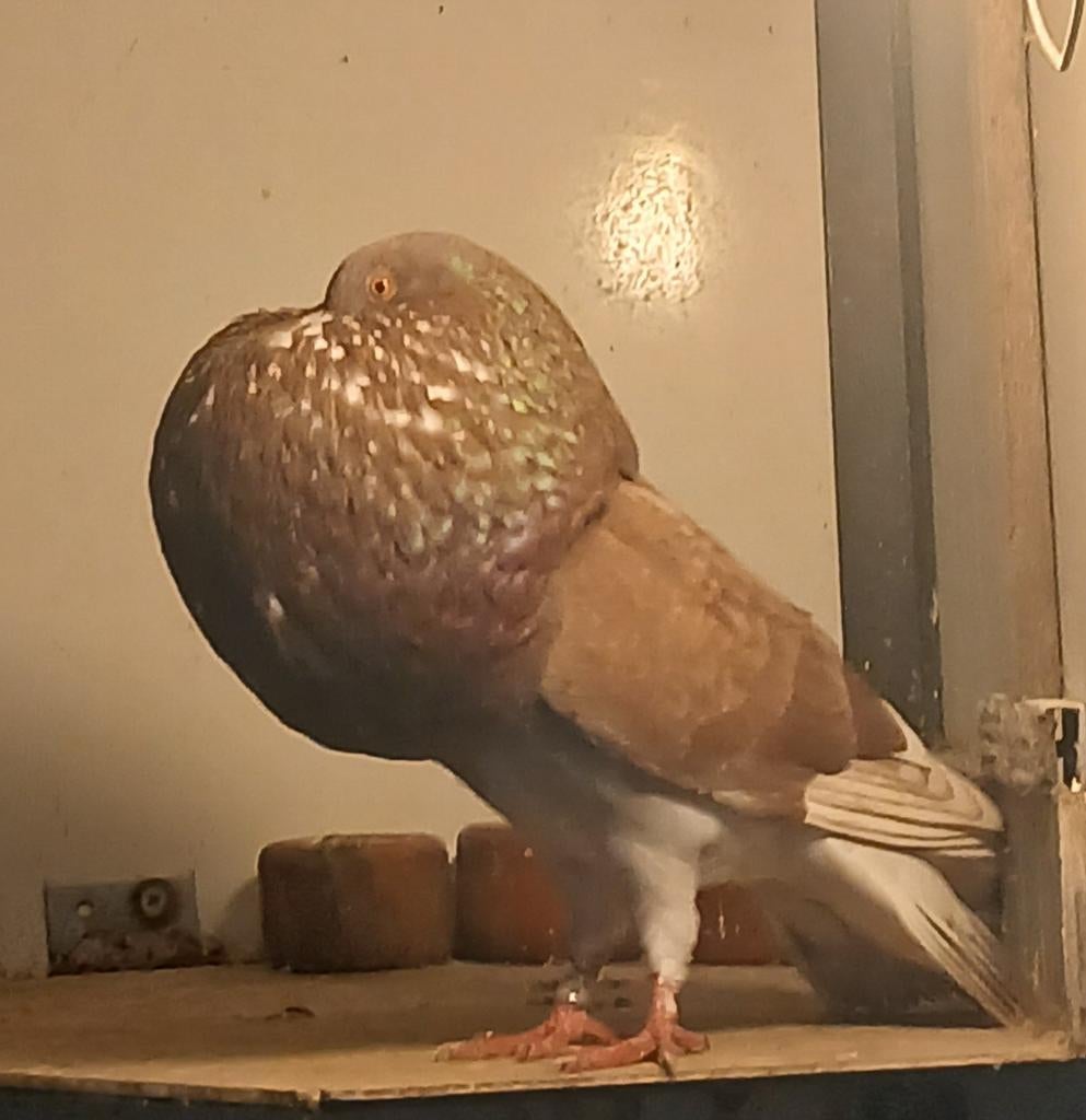 90% GADITANO, Mannelijk, Kropper
