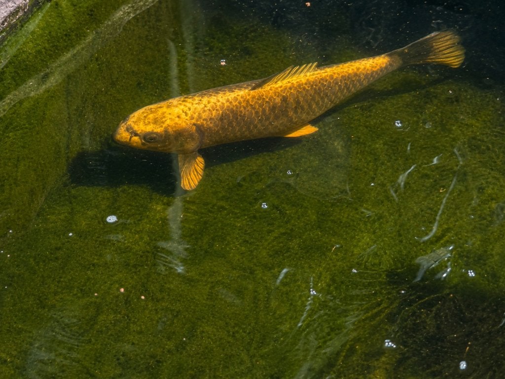 ghost karper 3 x, Dieren en Toebehoren, Vissen | Vijvervissen, Karper of Koi