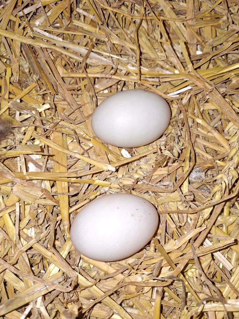 Broedeieren indische loopeenden, Geslacht onbekend, Eend