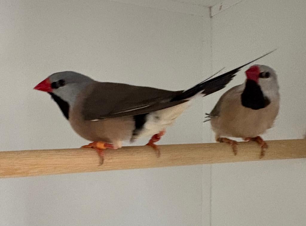 Te koop koppel spitsstaart amedine, Meerdere dieren, Tropenvogel, Geringd