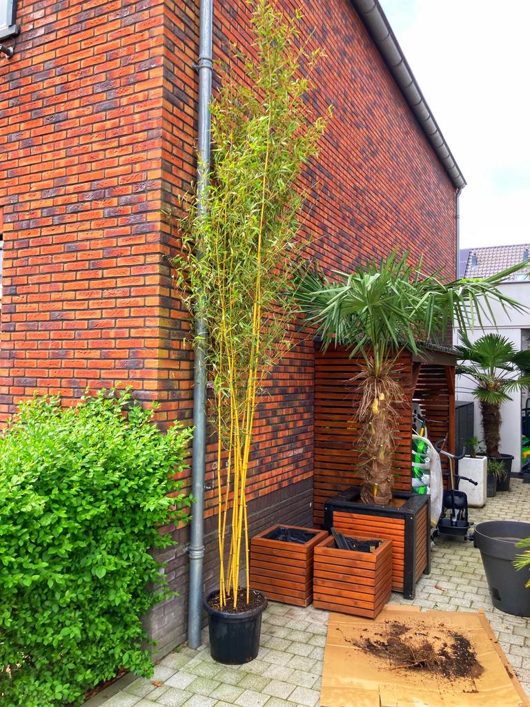 Koopje! Phyllostachys aureosulcata 'Spectabilis', Tuin en Terras, Ophalen, Bloeit niet, Halfschaduw, Overige soorten