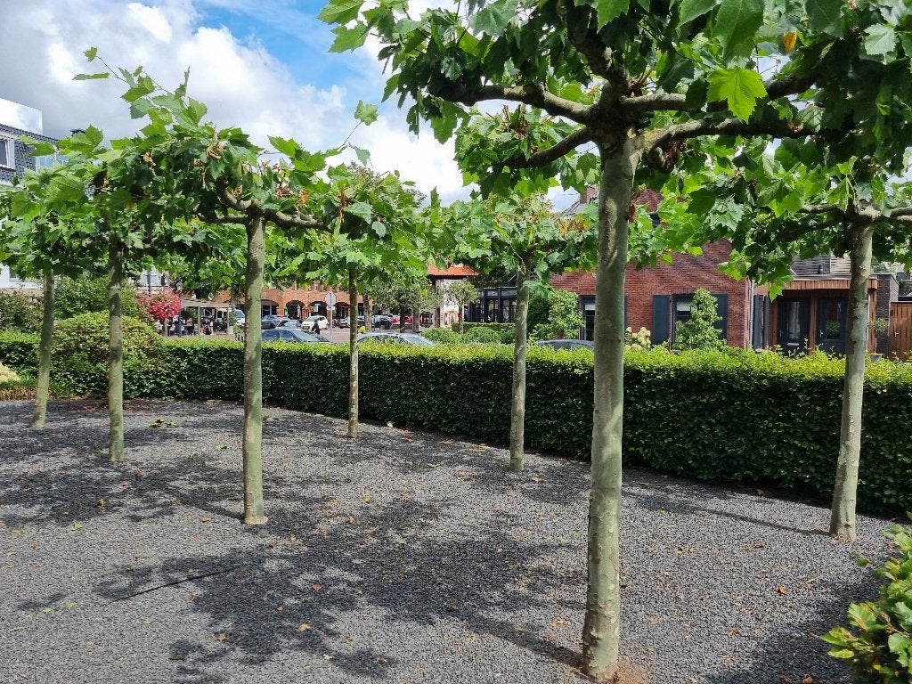 Dakplatanen, Ophalen, Volle zon, Dakboom, 100 tot 250 cm