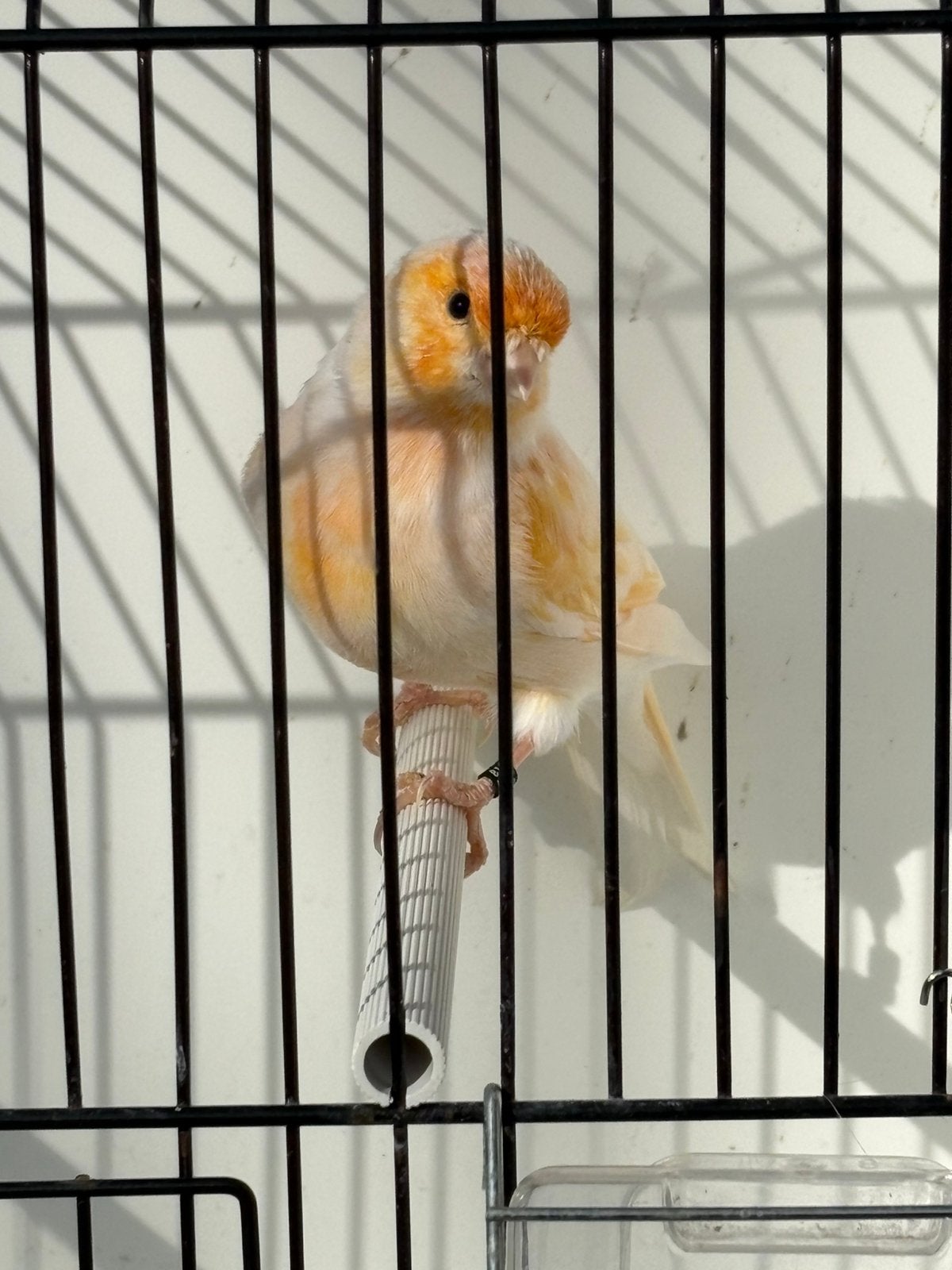Kanaries, Meerdere dieren, Kleurkanarie