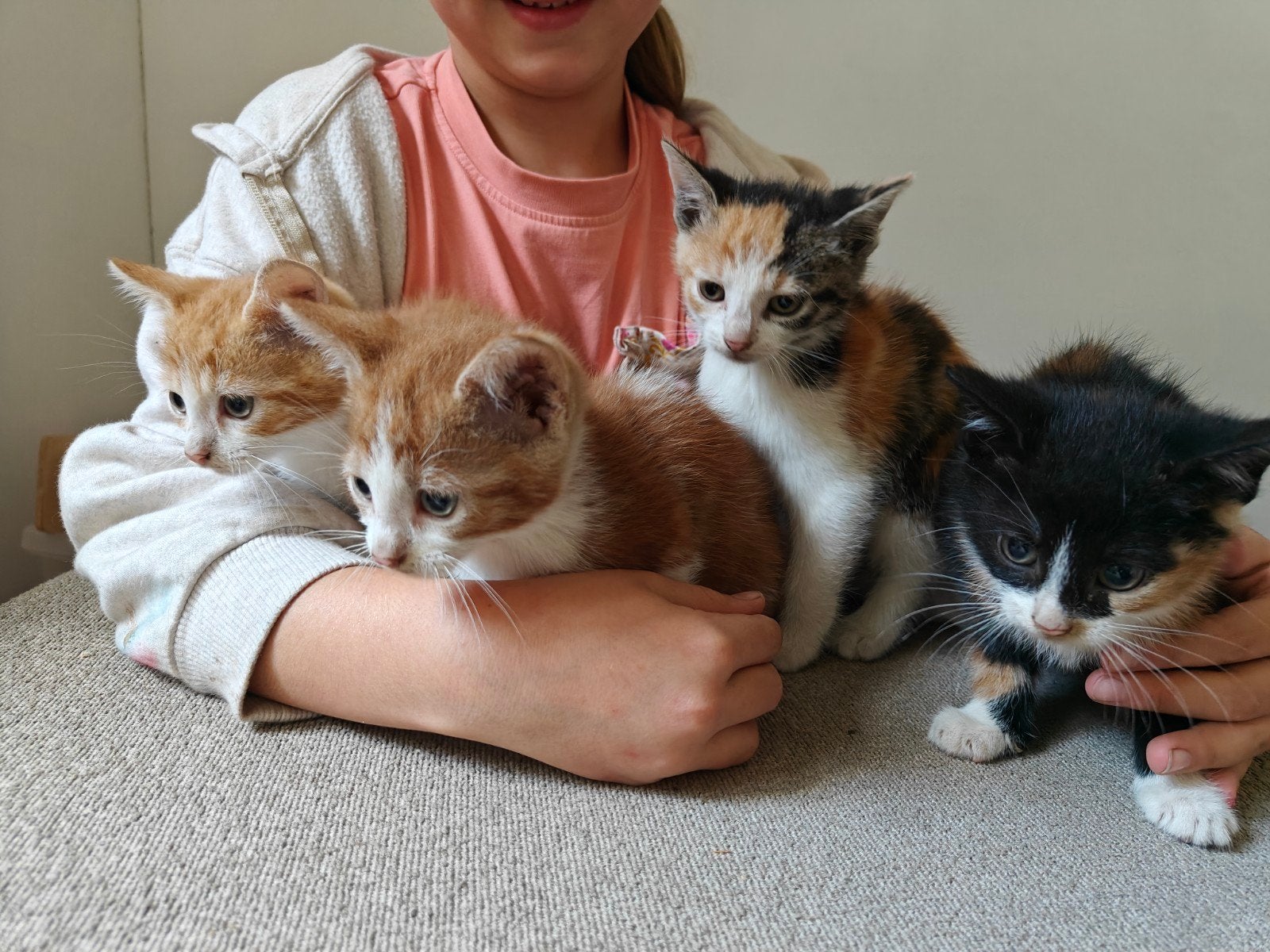 lieve kittens, Meerdere dieren, Kortharig, 0 tot 2 jaar