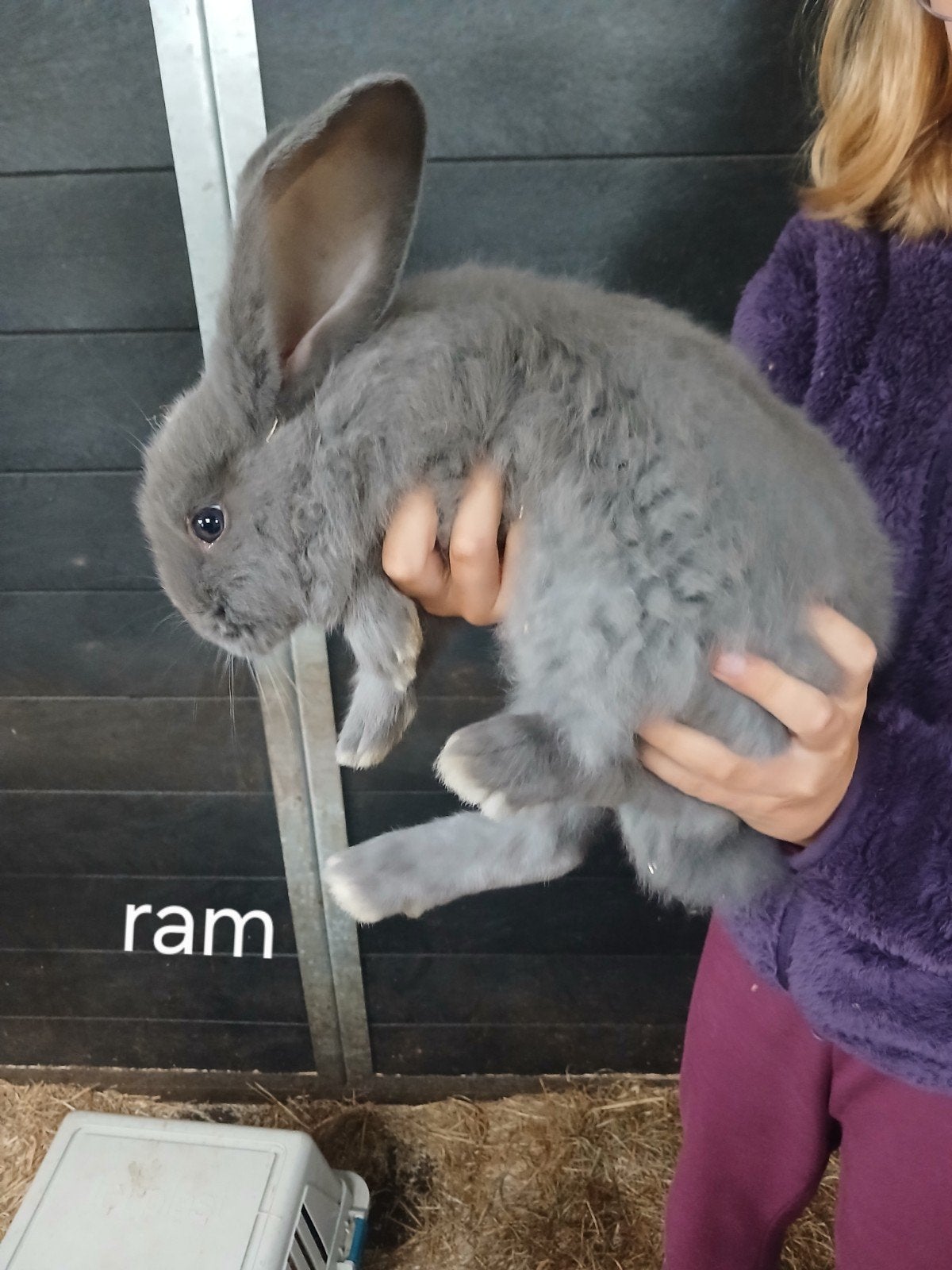 Vlaamse reuzen mannen vrouwen, Dieren en Toebehoren, Konijnen, Meerdere dieren, Groot
