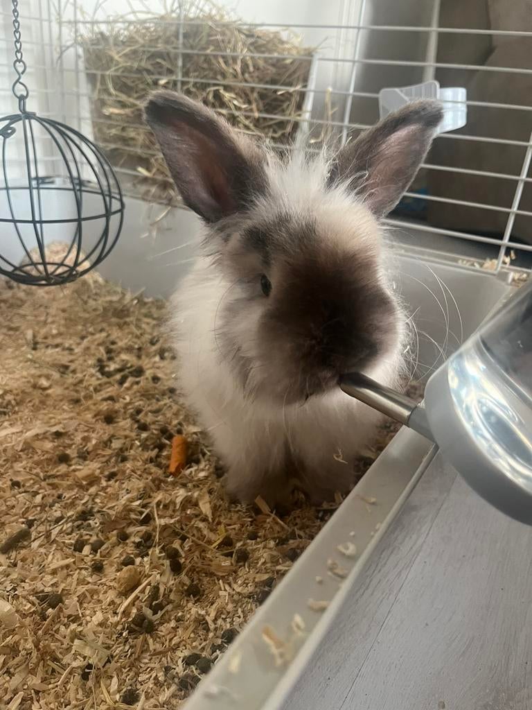 Konijn+hok en toebehoor, Dieren en Toebehoren, Konijnen, Geslacht onbekend, Middelgroot, 0 tot 2 jaar