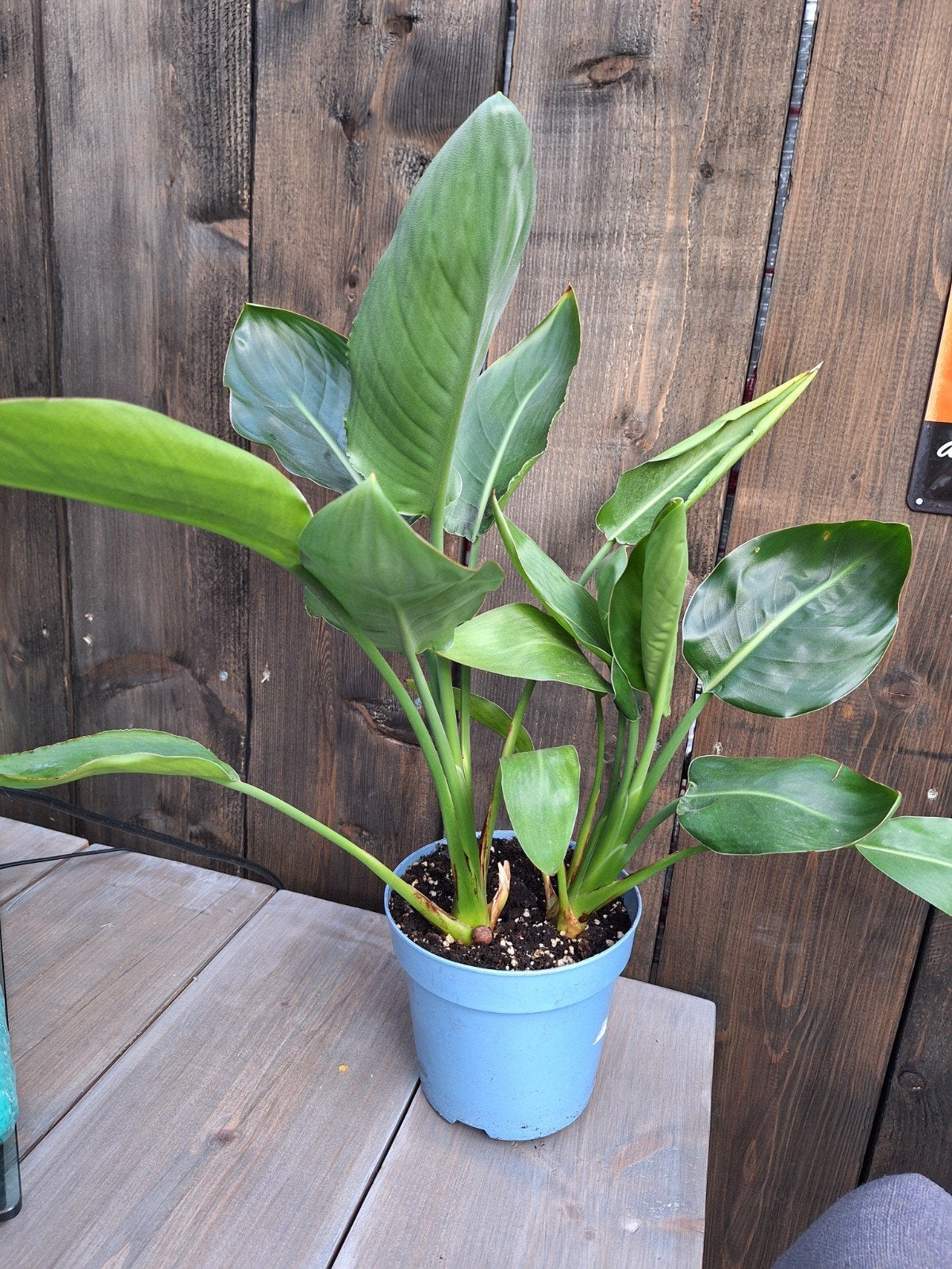 Strelitzia regina,de bloeiende versie, Huis en Inrichting, Kamerplanten, Ophalen of Verzenden, Halfschaduw