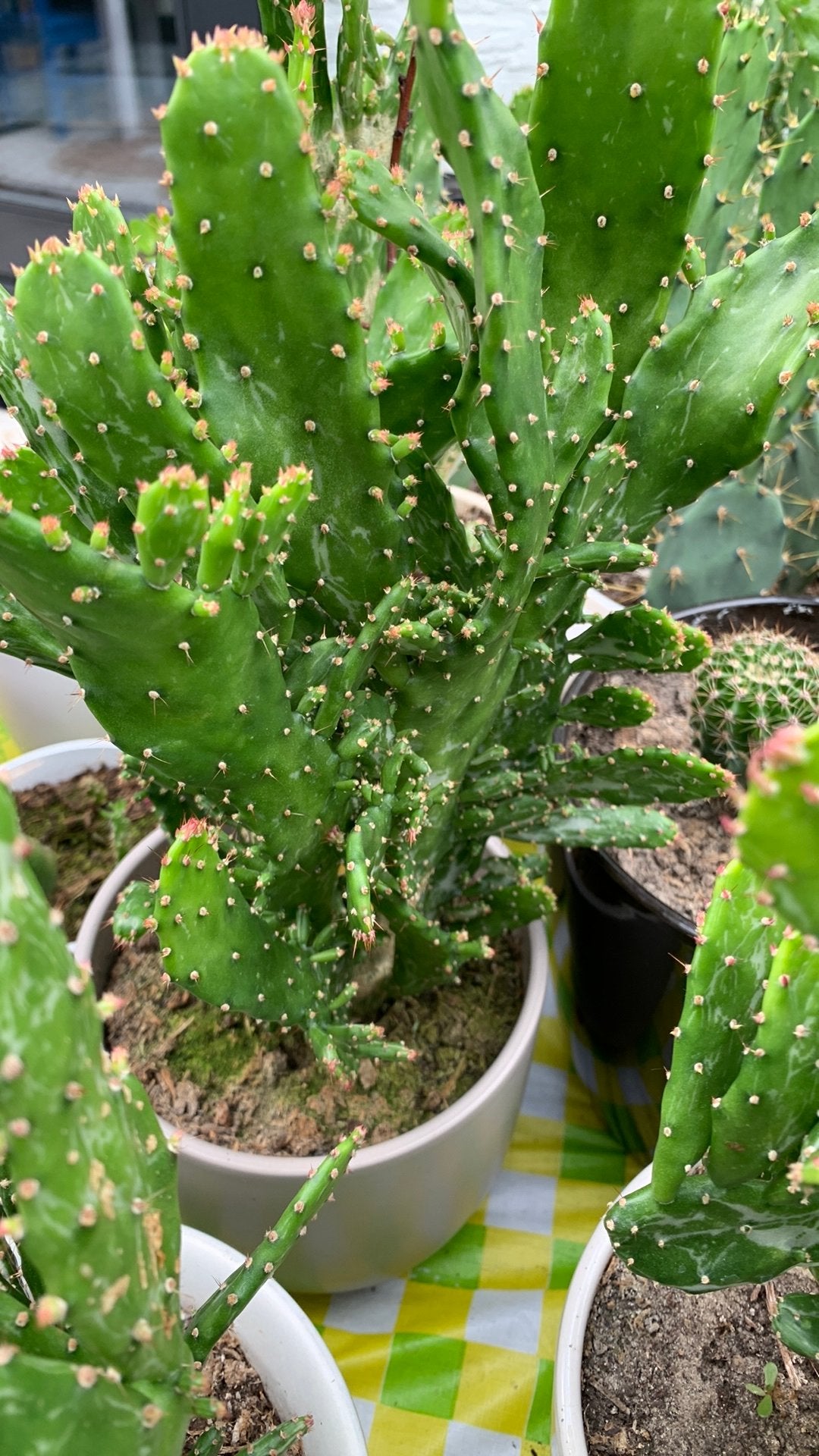 Cactusplant met pot €12, Ophalen, Halfschaduw, Minder dan 100 cm
