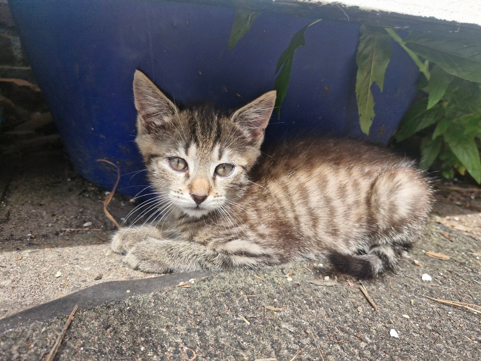 2 prachtige kittens zoeken hun forever home!, Dieren en Toebehoren, Meerdere dieren