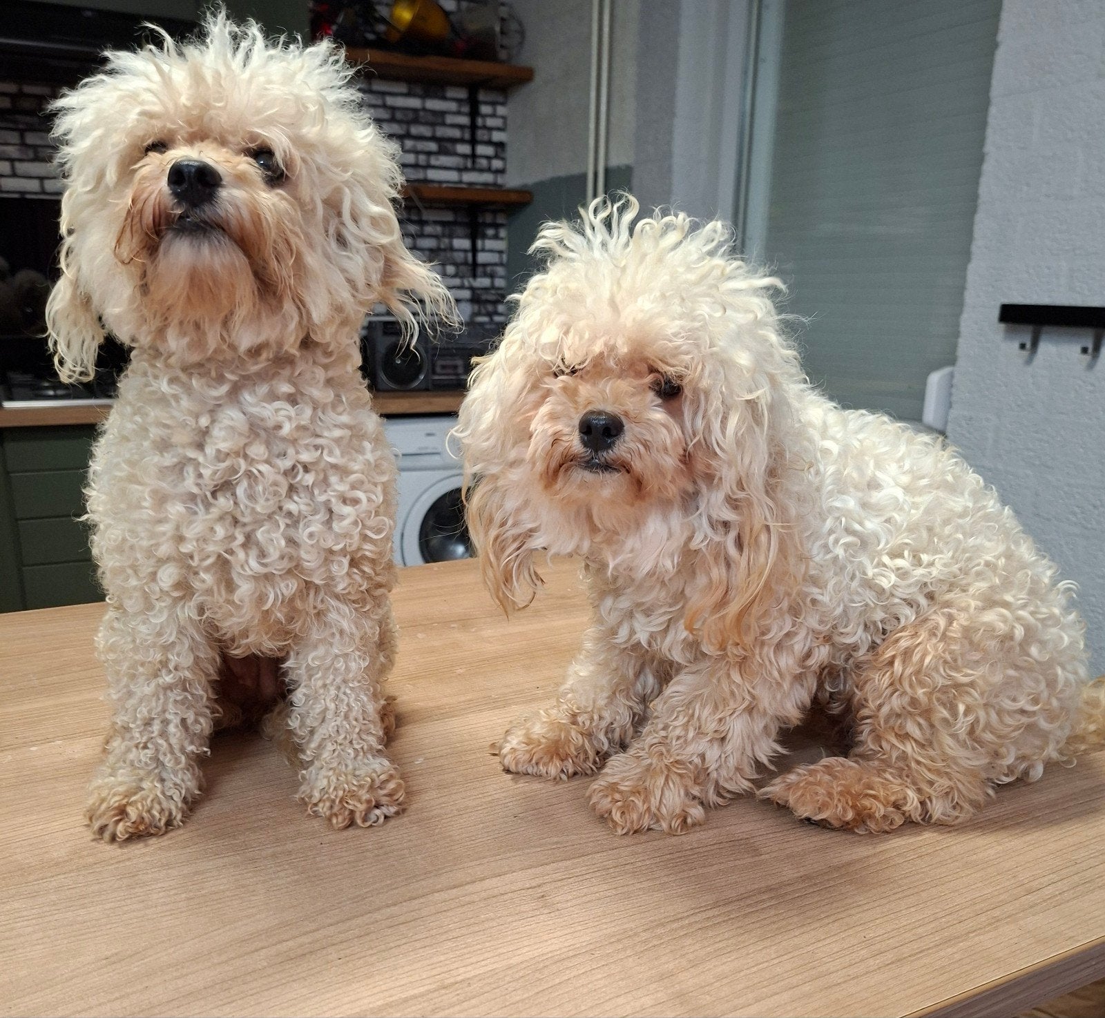 Twee prachtige, lieve, voor fok goedgekeurde teefjes., Dieren en Toebehoren, Honden | Chihuahua's en Gezelschapshonden, Parvo