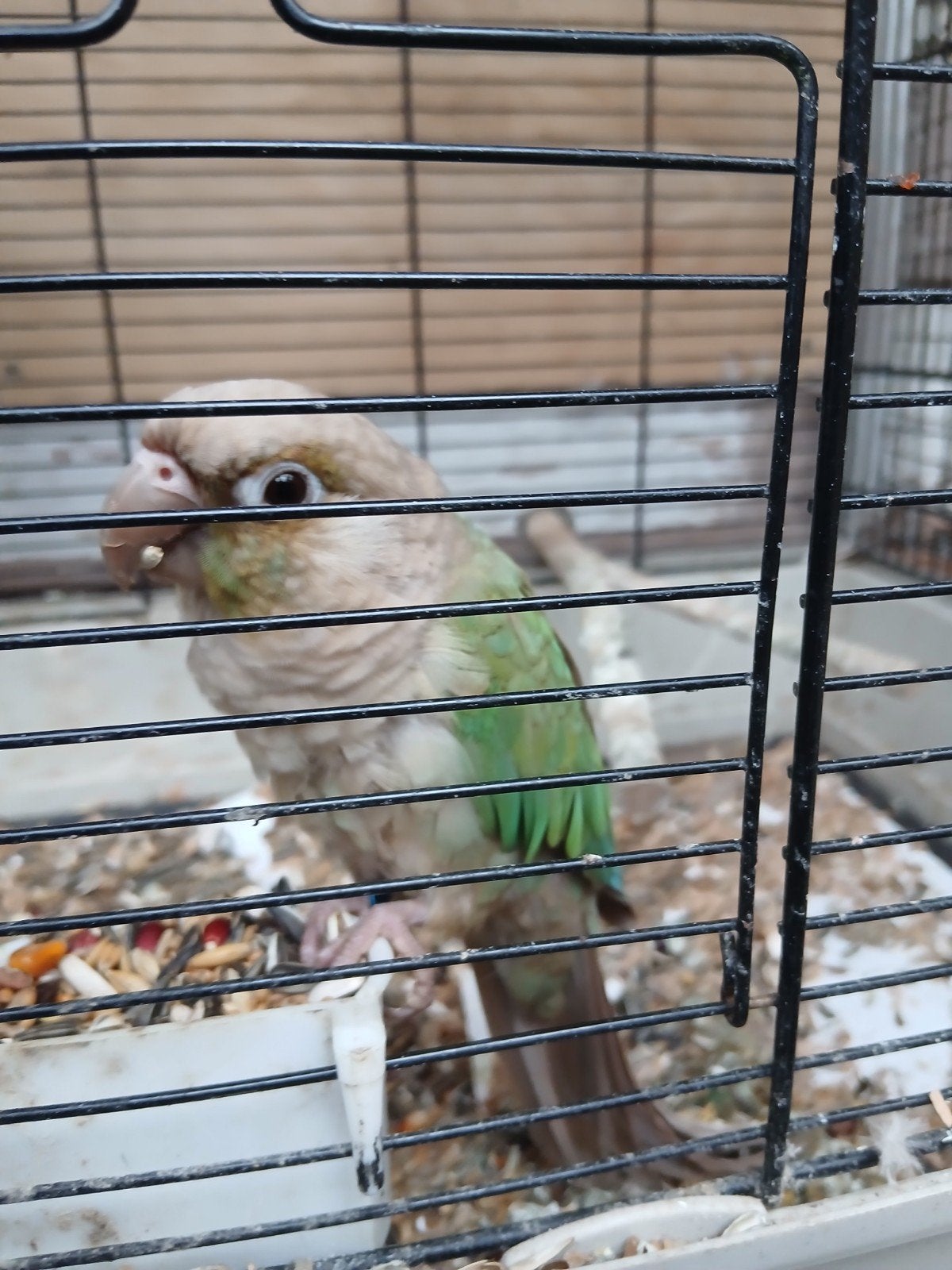 pyrrhura koppel, Dieren en Toebehoren, Meerdere dieren, Parkiet, Tam
