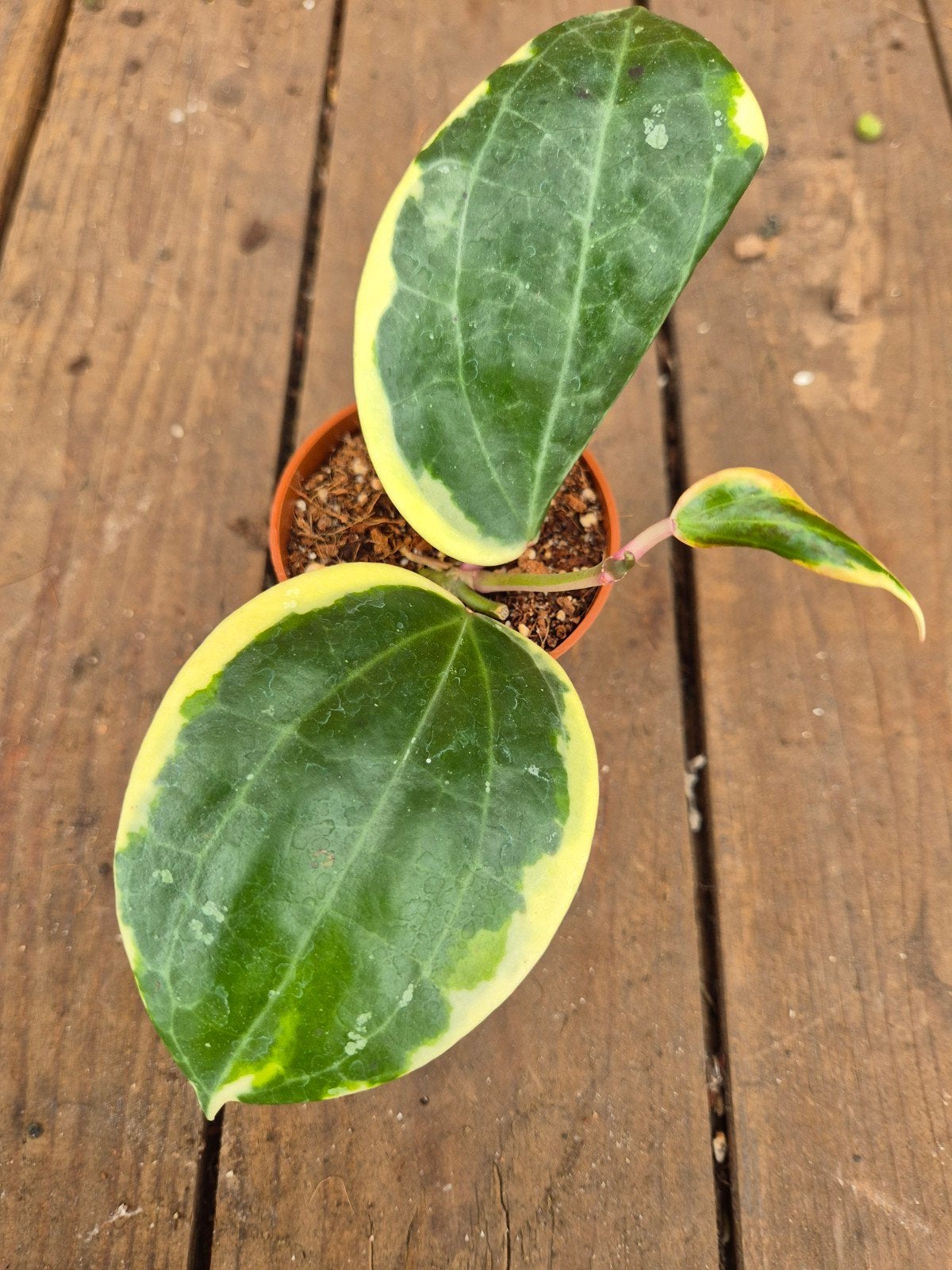 Hoya Latifolia albomarginata round leaf p6 (2), Ophalen of Verzenden, Halfschaduw, Minder dan 100 cm