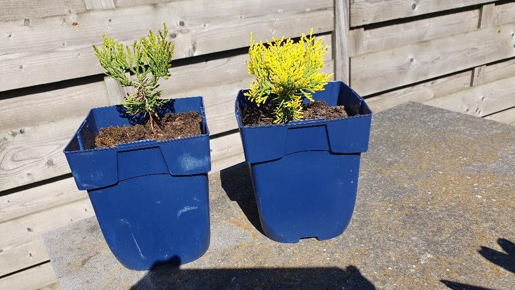 stek - Oosterse levensboom – langzaam groeiende conifeer, Ophalen, Halfschaduw, Minder dan 100 cm