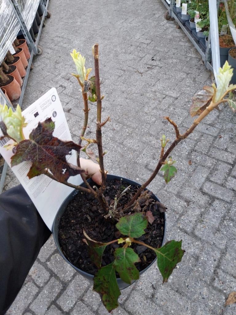 Hortensia quercifolia, Tuin en Terras, Planten | Tuinplanten, Ophalen, Overige soorten, Halfschaduw