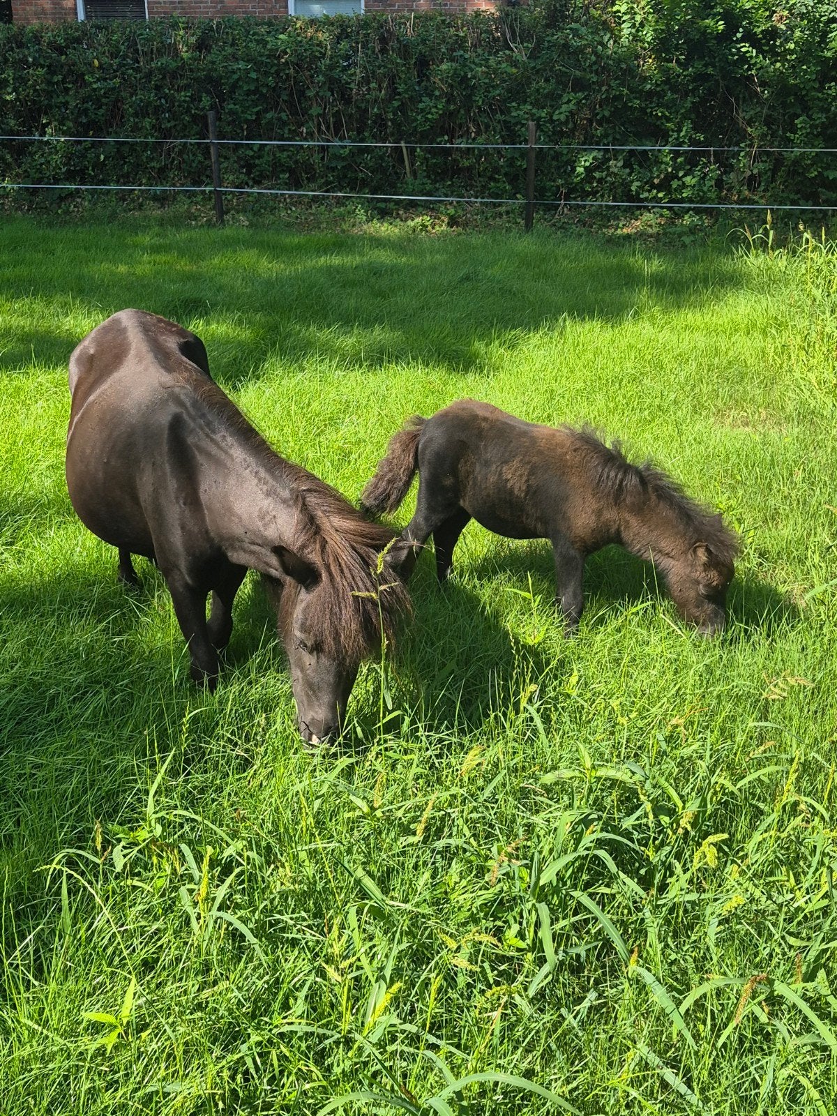 Shetlander,s, Dieren en Toebehoren, Merrie