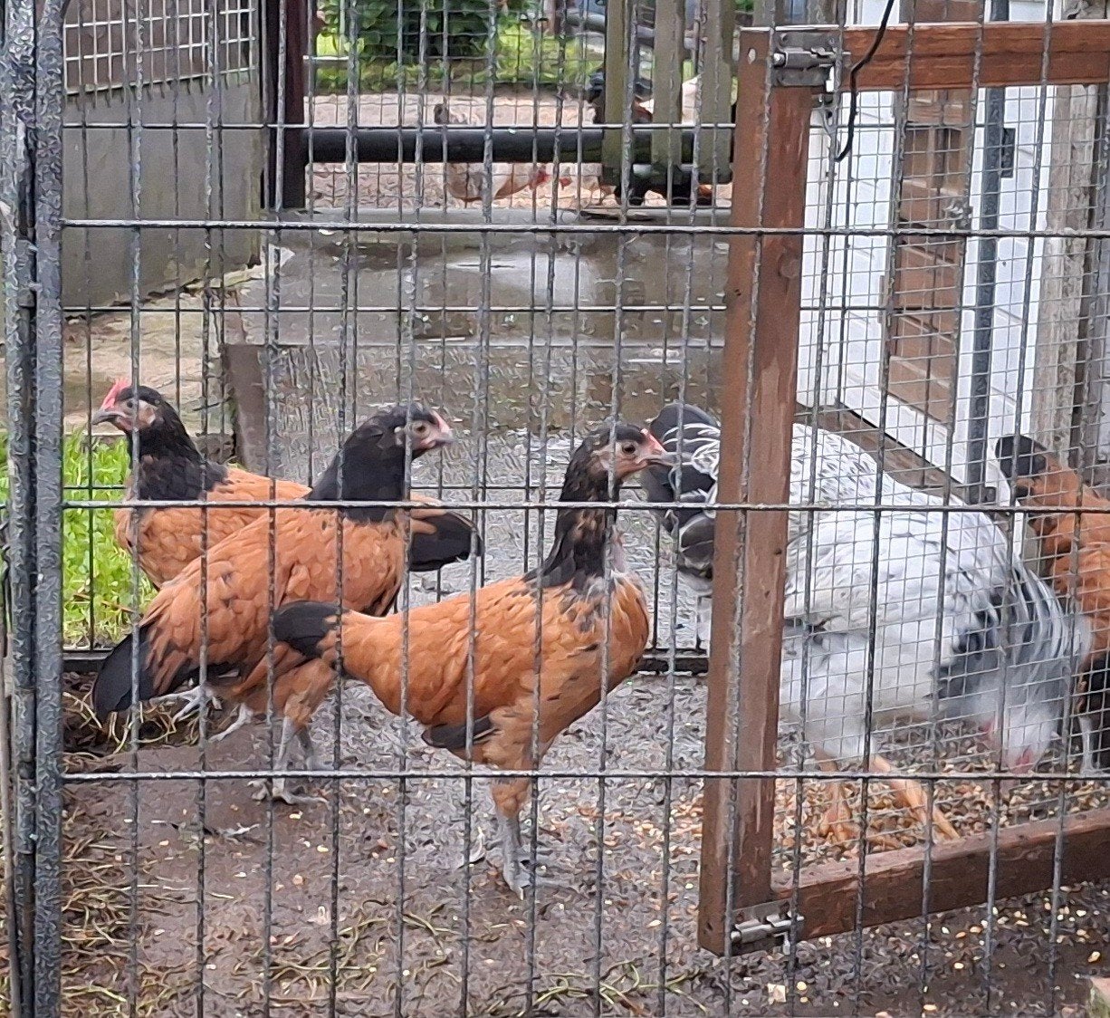 Vorwerk haantje, Dieren en Toebehoren, Mannelijk, Kip