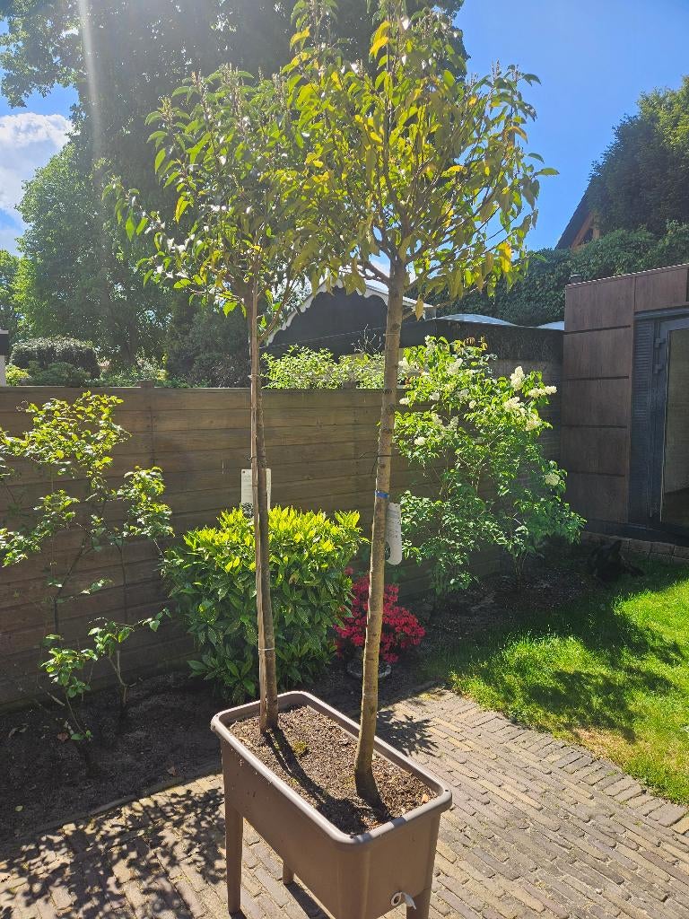 Prunus Lusitanica, Halfschaduw, Overige soorten, Lente, 100 tot 250 cm