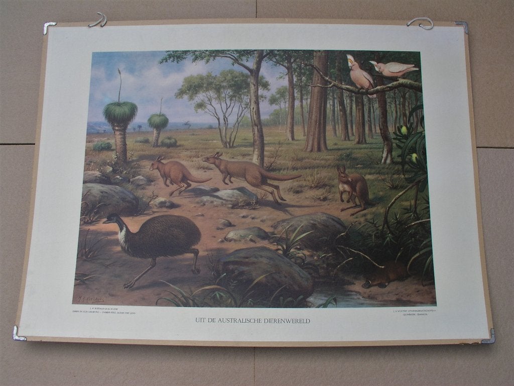 Schoolplaat Australische dierenwereld /Karpaten / sneeuw ijs, Antiek en Kunst, Ophalen, Natuur en Biologie