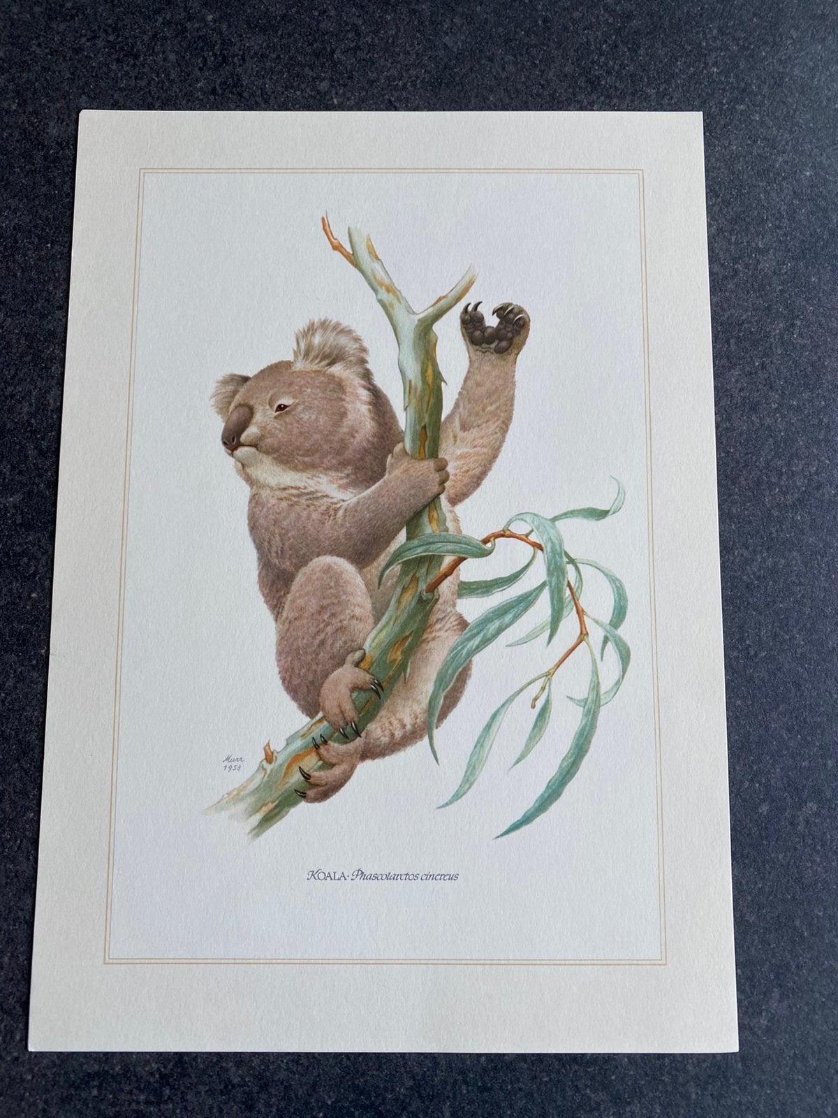 10 prenten zoogdieren 19x27 cm samen 20 euro oa lynx, Antiek en Kunst, Ophalen of Verzenden, Natuur en Biologie