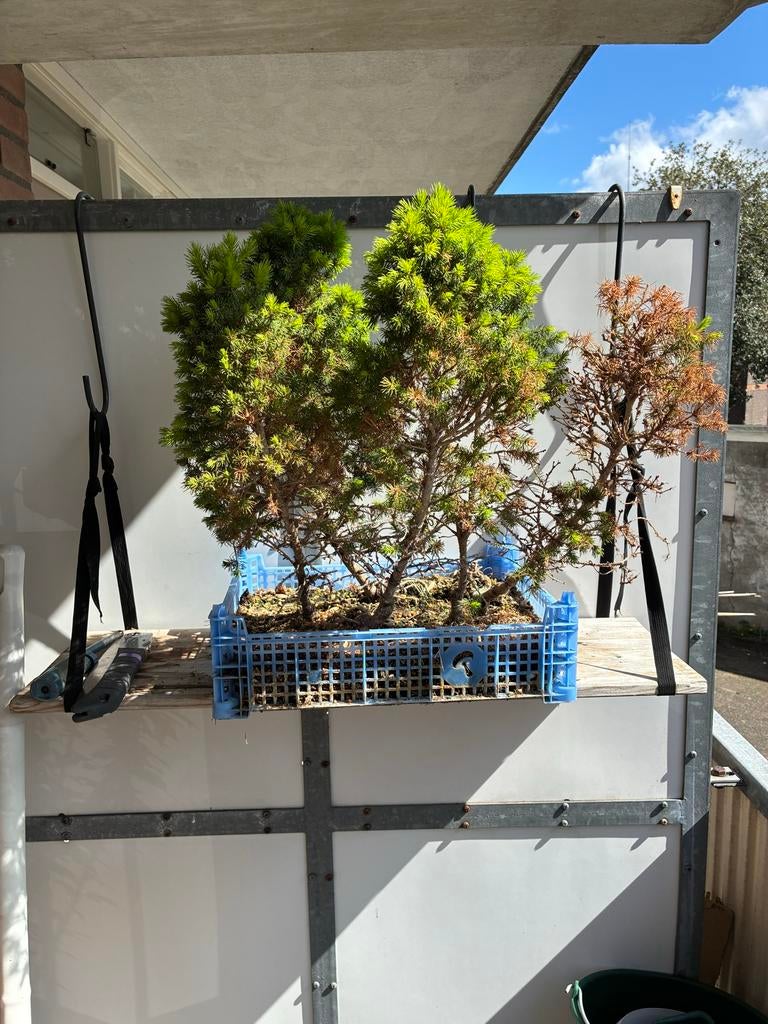 Picea glauca Conica Bonsai Bosje - Dwergspar, Overige soorten, Volle zon, Vaste plant, Ophalen of Verzenden