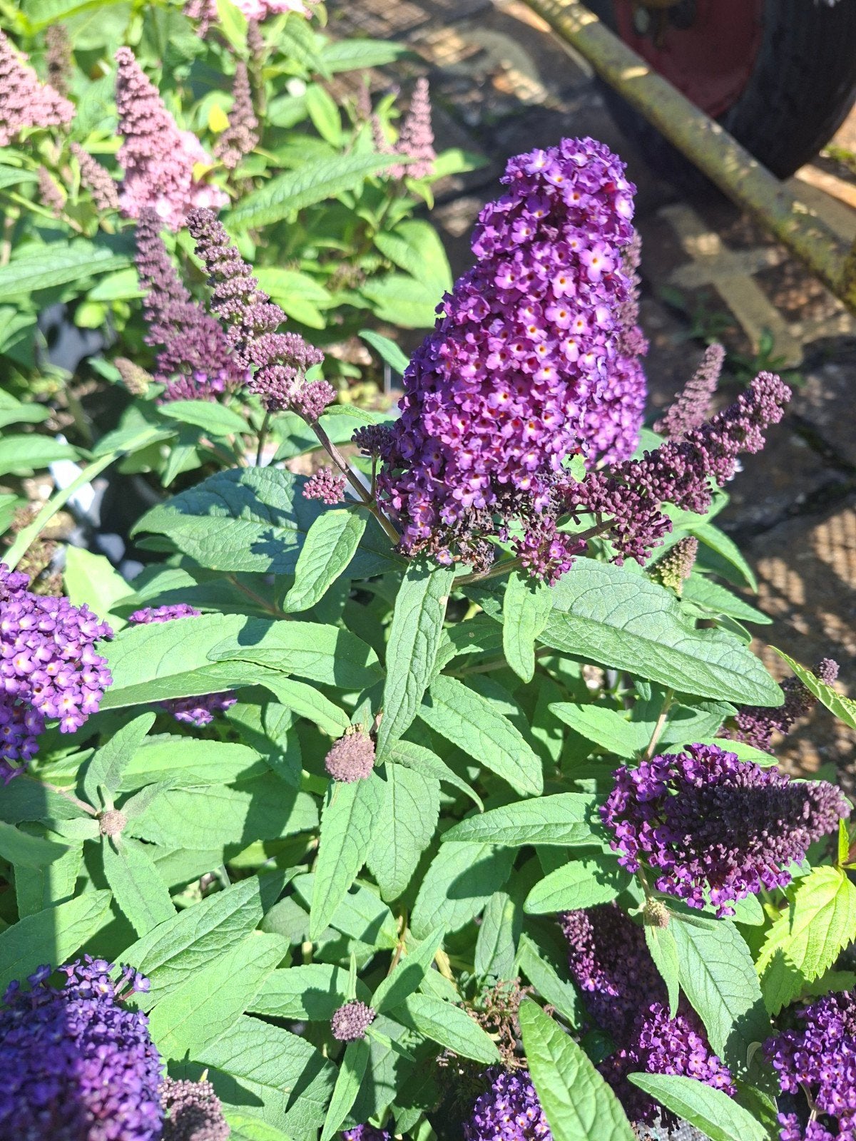 heel veel soorten planten te koop vanaf kwekerij, Ophalen