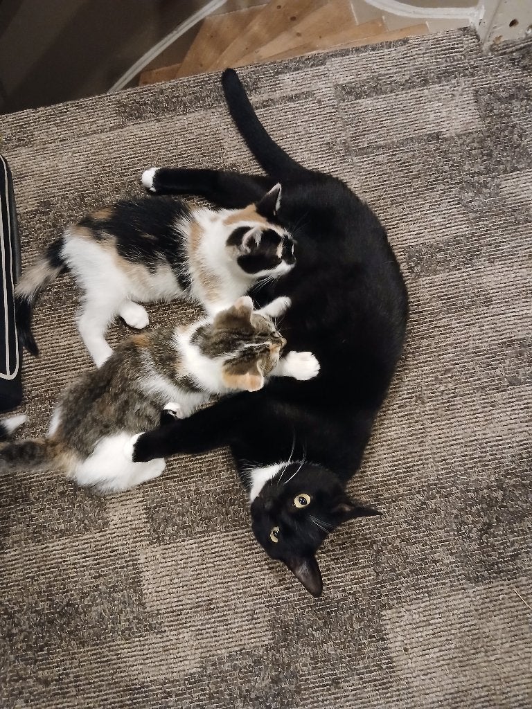 Twee lieve poesjes, Poes, Kortharig, 0 tot 2 jaar