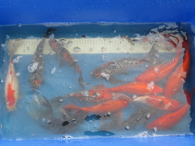 Goudvissen, shubunkins van 7 tot 30 cm vanaf 1,60 €., Karper of Koi