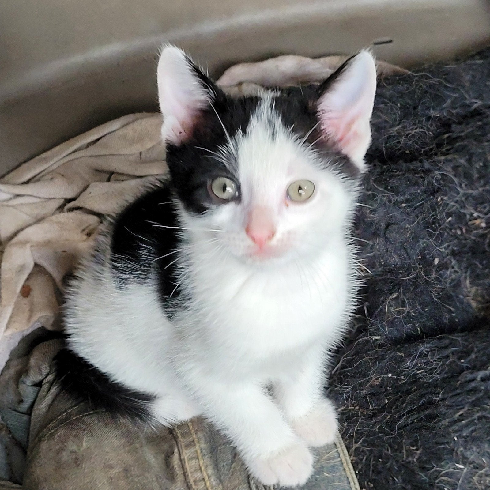 5 Kittens geboren 17 meĵ, Meerdere dieren