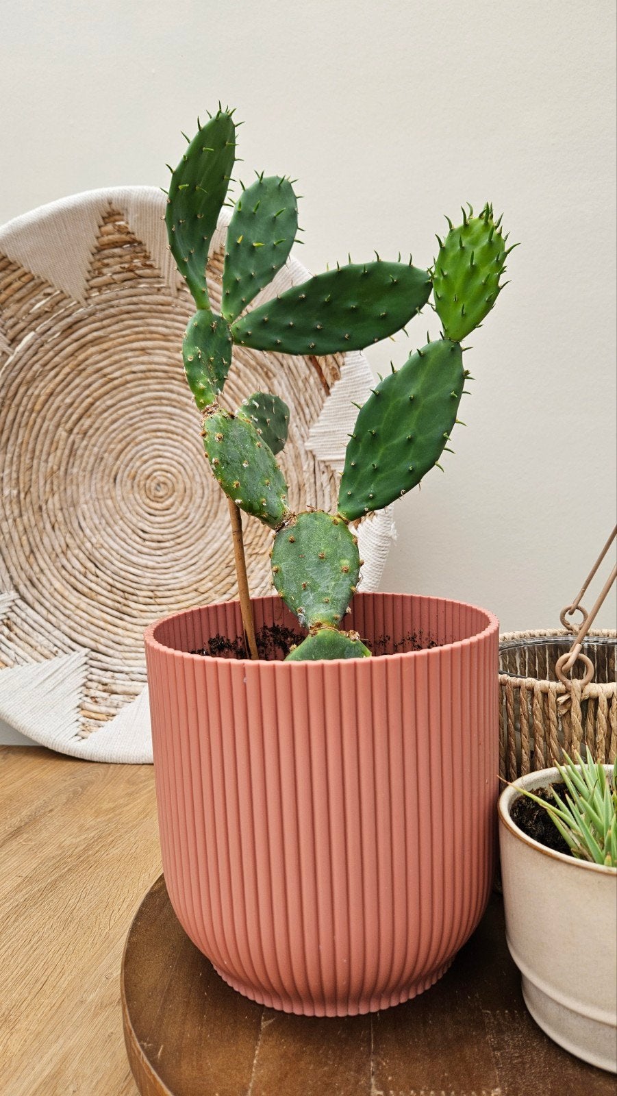 Vijgencactus - catus - diverse maten en vormen, Ophalen of Verzenden, Minder dan 100 cm, In pot, Cactus