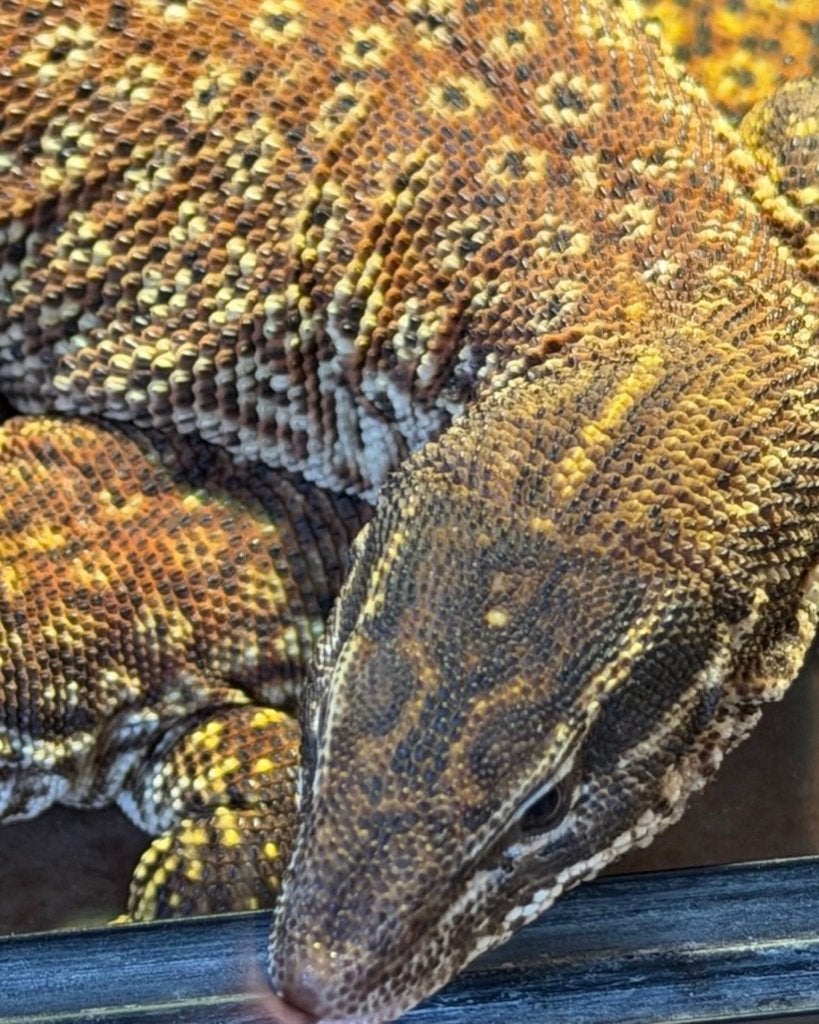 Varanus Ackies red Monitor Lizard photo 6