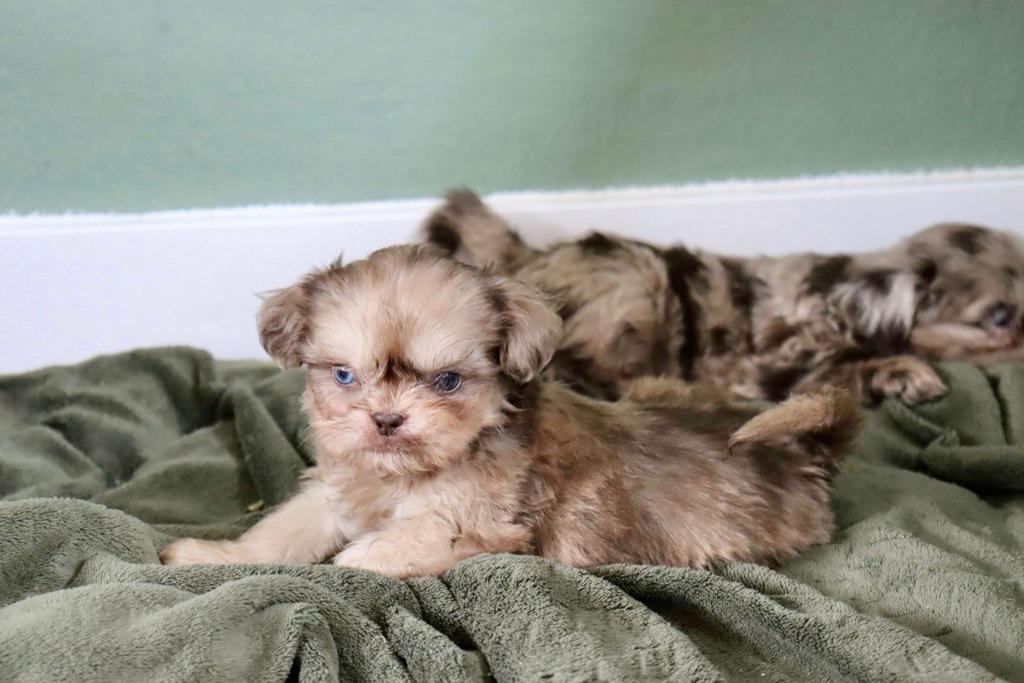 Bijzonder mooie shih tzu pups, Parvo, Overige rassen, 8 tot 15 weken, Meerdere