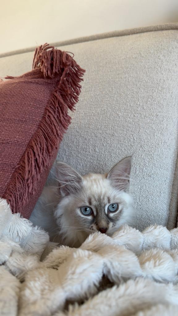 Ragdoll kitten (kruising siberische), Poes