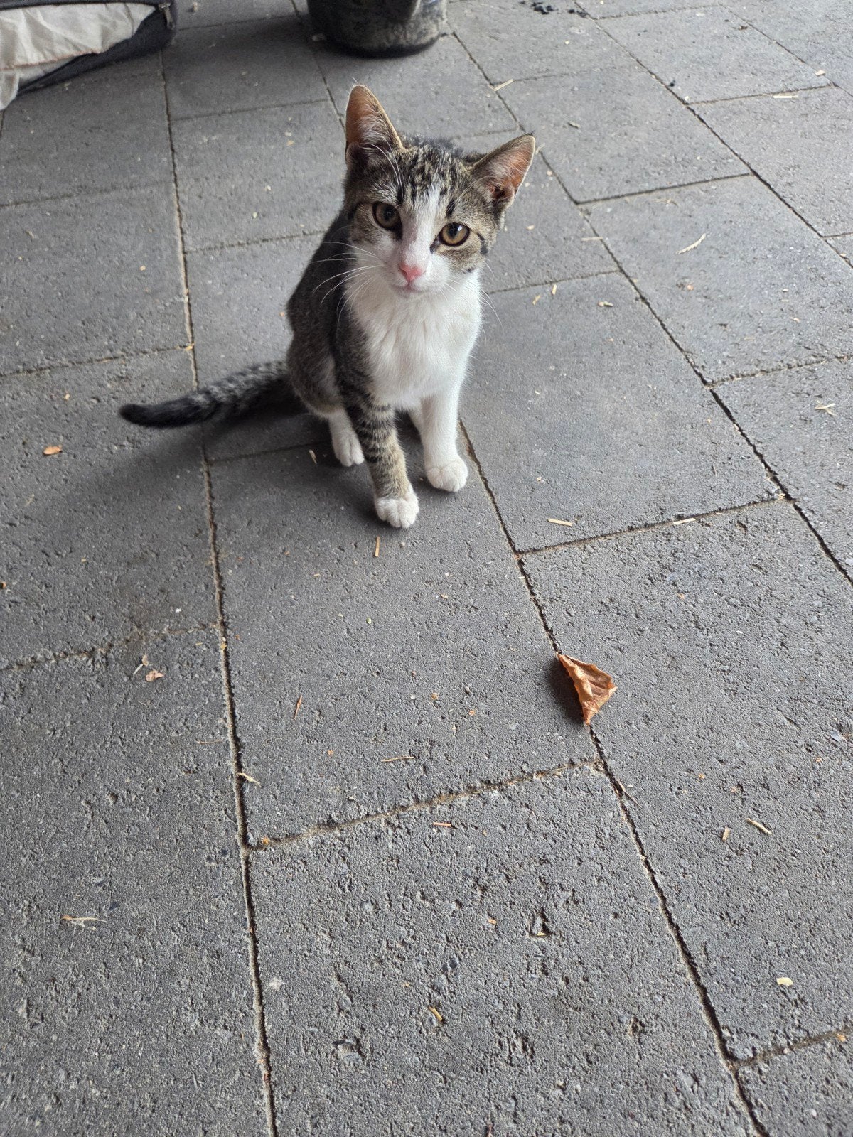 Lieve kittens, Meerdere dieren, Kortharig, 0 tot 2 jaar