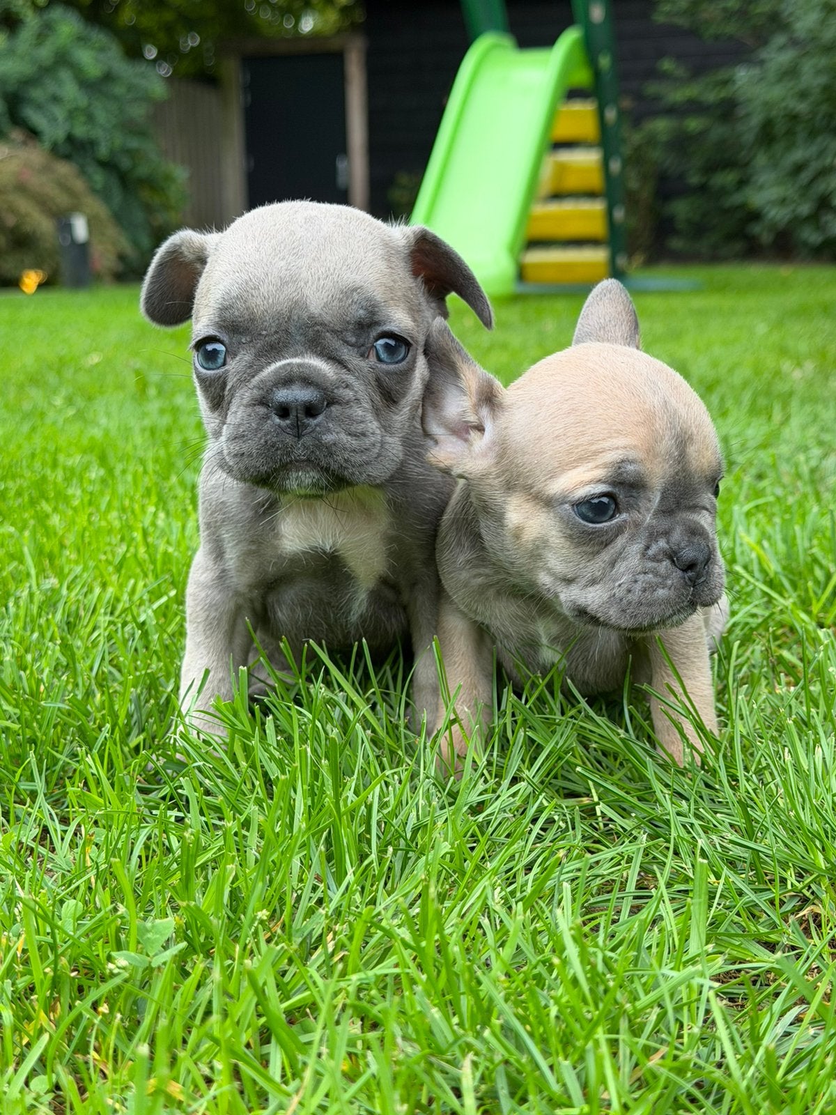 Hele mooie blue fawn Franse bulldog pups!, Dieren en Toebehoren, 8 tot 15 weken, Bulldog, Meerdere, Meerdere dieren