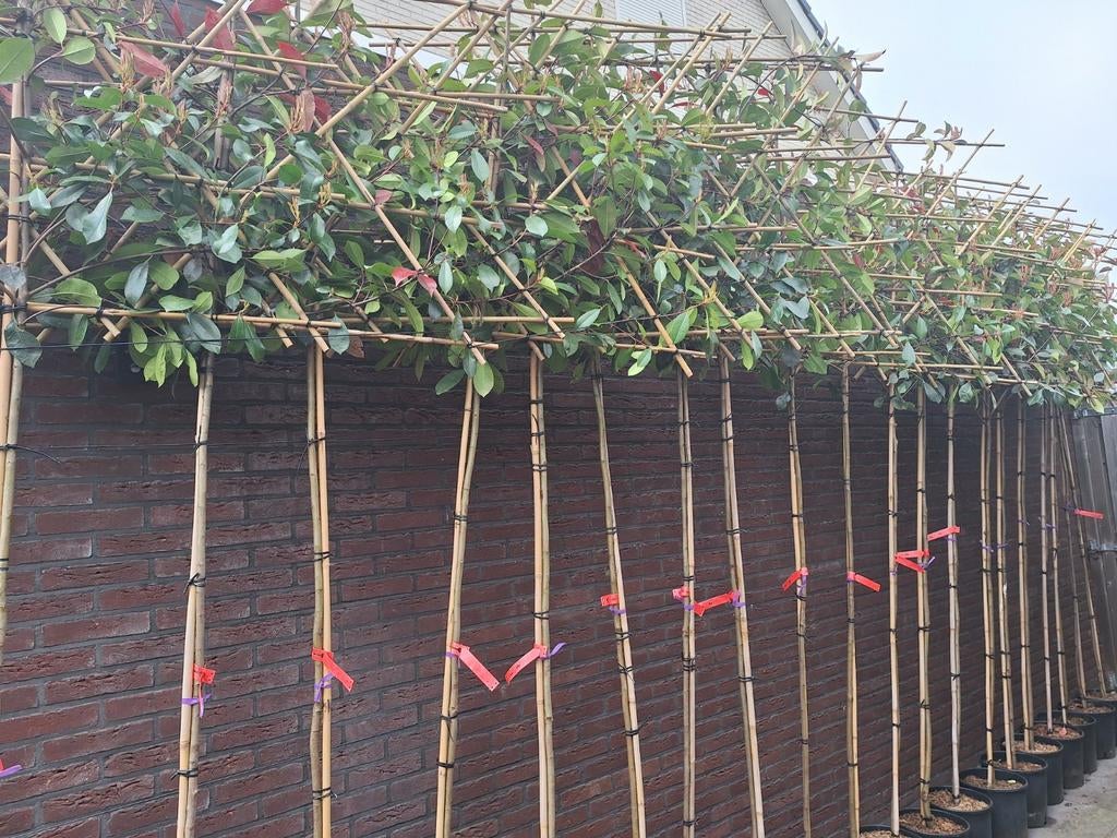 Photinia Red Robin,  Leiboom,  Leibomen Wintergroen, Ophalen, In pot, Halfschaduw, Leiboom