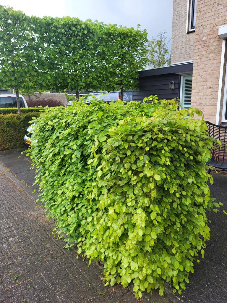 GRATIS beukenhaag, Ophalen, Beukenhaag, 100 tot 250 cm
